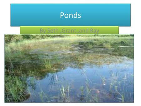Ponds By Seth ,Grant ,and Ray.