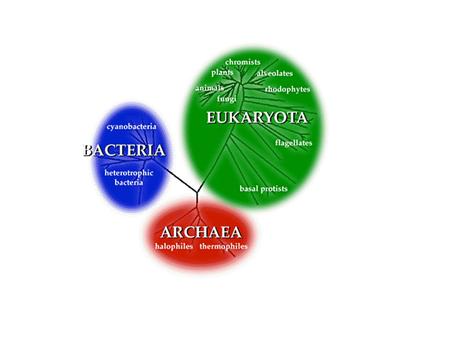 Prokaryote vs. Eukaryote - DNA Prokaryote vs. Eukaryote.