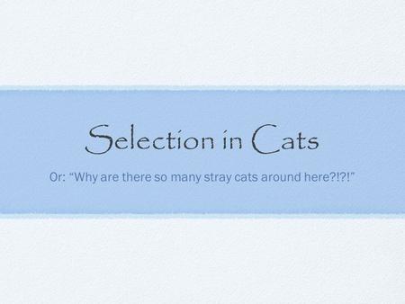 Selection in Cats Or: “Why are there so many stray cats around here?!?!”