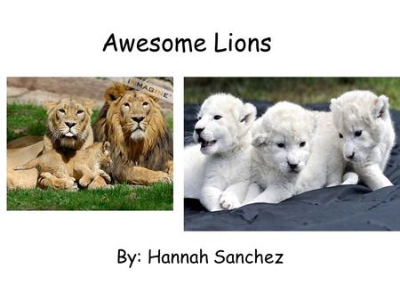 Awesome Lions By: Hannah Sanchez.