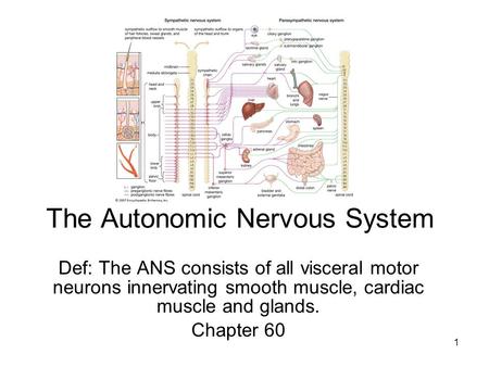 1 The Autonomic Nervous System Def: The ANS consists of all visceral motor neurons innervating smooth muscle, cardiac muscle and glands. Chapter 60.
