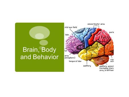 Brain, Body and Behavior. Focus Questions  How do the different hemispheres of the brain function?  Where are significant parts of the brain and what.