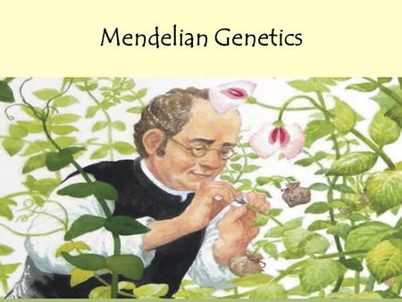 Mendelian Genetics. Genetics and heredity For a long time, general ideas of inheritance were known ++ =