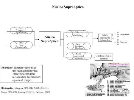 Núcleo Supraóptico Núcleo Supraóptico Función: - Sintetiza vasopresina