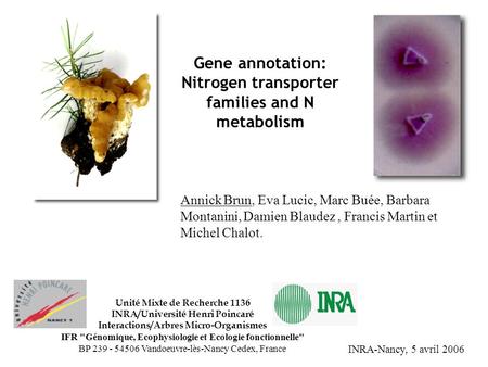 Gene annotation: Nitrogen transporter families and N metabolism Annick Brun, Eva Lucic, Marc Buée, Barbara Montanini, Damien Blaudez, Francis Martin et.