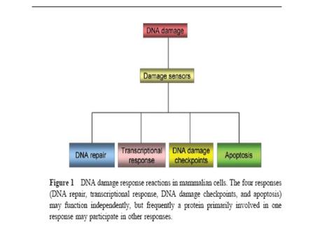 Cellular response to DNA damage Reponse Mechanisms Tolerance of DNA damage Replicative bypass of template damage Translesion DNA synthesis Reversal.