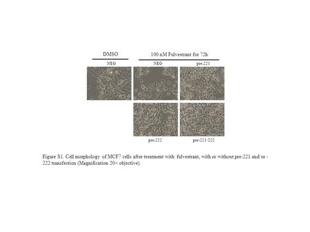 NEGpre-221 pre-222pre-221/222 NEG DMSO 100 nM Fulvestrant for 72h Figure S1. Cell morphology of MCF7 cells after treatment with fulvestrant, with or without.