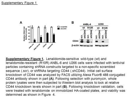 A B Supplementary Figure 1 Supplementary Figure 1. Lenalidomide-sensitive wild-type (wt) and lenalidomide-resistant (R10R) ANBL-6 and U266 cells were infected.