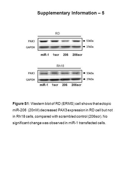 MiR-1 1scr 206 206scr RD GAPDH PAX3 37kDa 53kDa Figure S1: Western blot of RD (ERMS) cell shows that ectopic miR-206 (20nM) decreased PAX3 expression in.