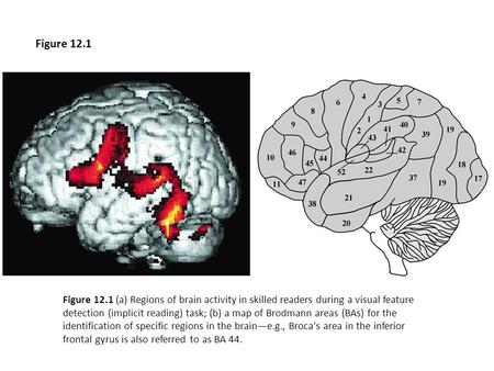 Figure 12.1 (a) Regions of brain activity in skilled readers during a visual feature detection (implicit reading) task; (b) a map of Brodmann areas (BAs)