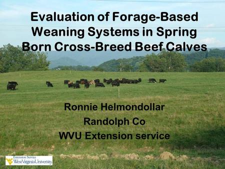 Evaluation of Forage-Based Weaning Systems in Spring Born Cross-Breed Beef Calves Ronnie Helmondollar Randolph Co WVU Extension service.