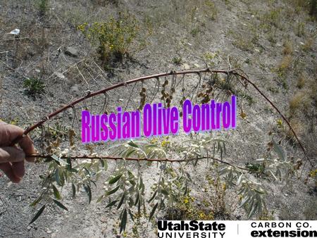 Russian Olive Control.