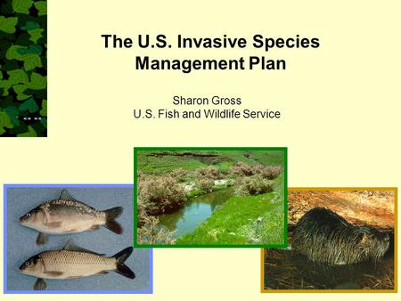 Sharon Gross U.S. Fish and Wildlife Service The U.S. Invasive Species Management Plan.