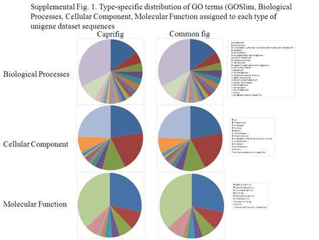 Supplemental Fig. 1. Type-specific distribution of GO terms (GOSlim, Biological Processes, Cellular Component, Molecular Function assigned to each type.