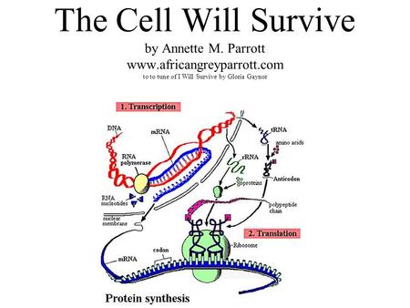 The Cell Will Survive by Annette M. Parrott www.africangreyparrott.com to to tune of I Will Survive by Gloria Gaynor.