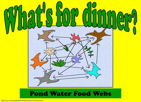 Pond Water Food Webs What's for dinner?