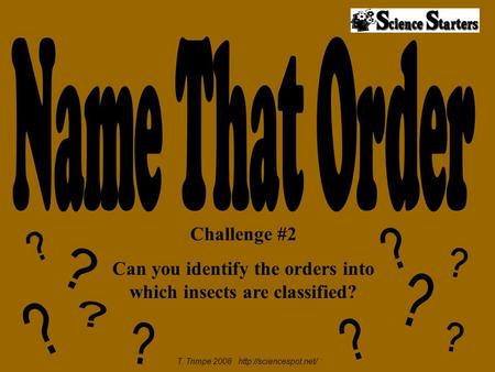 Challenge #2 Can you identify the orders into which insects are classified? T. Trimpe 2008