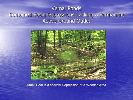Vernal Ponds Contained Basin Depressions Lacking a Permanent Above Ground Outlet Small Pool in a shallow Depression of a Wooded Area.