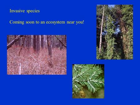Invasive species Coming soon to an ecosystem near you!