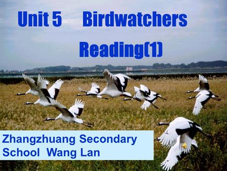 Unit 5 Birdwatchers Reading(1) Zhangzhuang Secondary School Wang Lan.