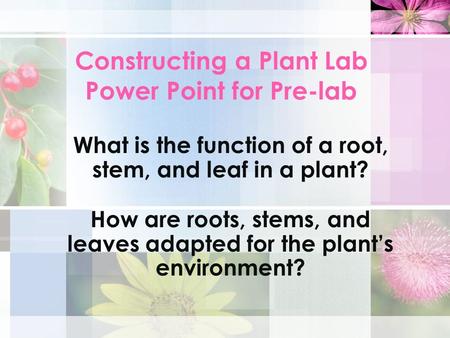 Constructing a Plant Lab Power Point for Pre-lab