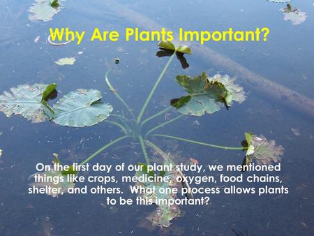 Why Are Plants Important?