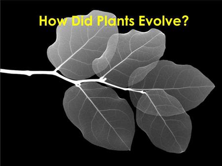 How Did Plants Evolve?.