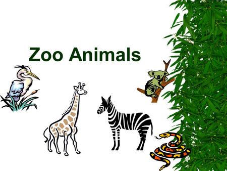 Zoo Animals.