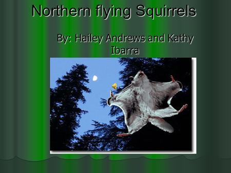 Northern flying Squirrels By: Hailey Andrews and Kathy Ibarra.