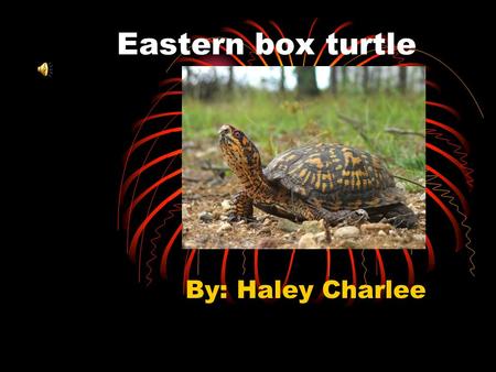Eastern box turtle By: Haley Charlee Habitat They live in wooded area to moist forest area with plenty of underbrush or near shallow water and at the.