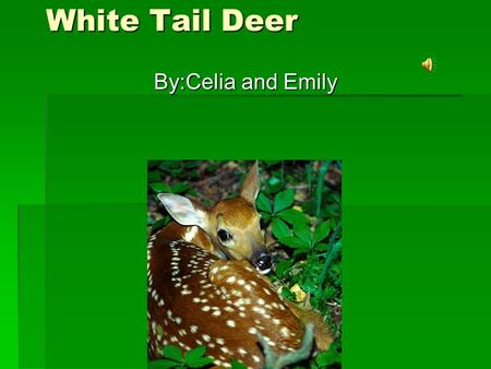 White Tail Deer By:Celia and Emily Habitat They live in Grandfather Mountin. They live in Grandfather Mountin. They also live in the US, Canada, Mexico,