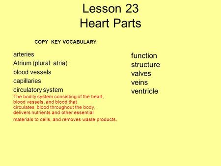 Lesson 23 Heart Parts function structure valves veins ventricle