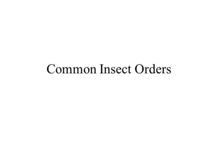Common Insect Orders.