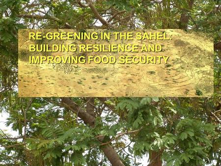 RE-GREENING IN THE SAHEL: BUILDING RESILIENCE AND IMPROVING FOOD SECURITY RE-GREENING IN THE SAHEL: BUILDING RESILIENCE AND IMPROVING FOOD SECURITY.