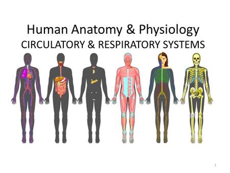 Human Anatomy & Physiology CIRCULATORY & RESPIRATORY SYSTEMS