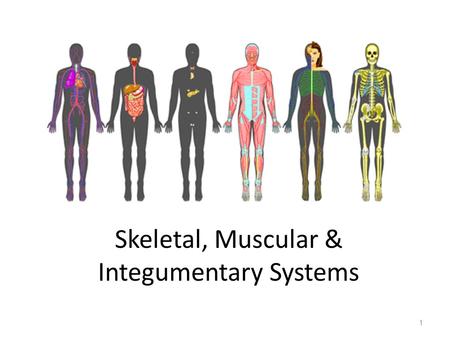 Skeletal, Muscular & Integumentary Systems