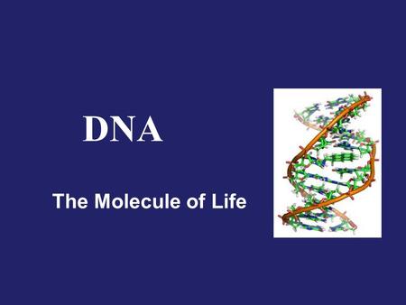 DNA The Molecule of Life.
