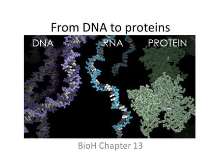 From DNA to proteins BioH Chapter 13.