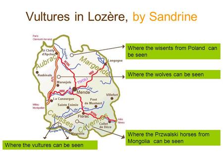 Vultures in Lozère, by Sandrine Where the vultures can be seen Where the wisents from Poland can be seen Where the wolves can be seen Where the Przwalski.