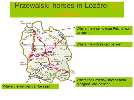 Przewalski horses in Lozère, by Ludivine Where the vultures can be seen Where the wisents from Poland can be seen Where the wolves can be seen Where the.
