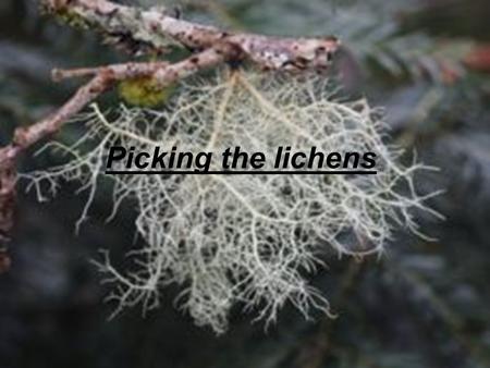 Picking the lichens. Lichens There are different kinds of lichen on one big tree alone. Lichens are very sensitive to the pollution of air.