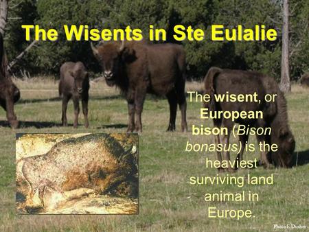 The Wisents in Ste Eulalie The wisent, or European bison (Bison bonasus) is the heaviest surviving land animal in Europe. Photo E.Dusher.