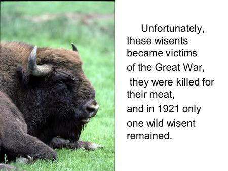 Unfortunately, these wisents became victims of the Great War, they were killed for their meat, and in 1921 only one wild wisent remained. Photo E.Dusher.