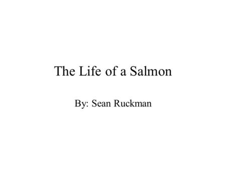 The Life of a Salmon By: Sean Ruckman. The Beginning Salmon eggs are commonly laid in streams that are from 10 to 700 miles away from the ocean. These.