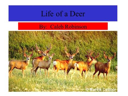 Life of a Deer By: Caleb Robinson. Short lives The life of a deer is short. If they are lucky, they will live to be 7 or 8 years old. They are first a.