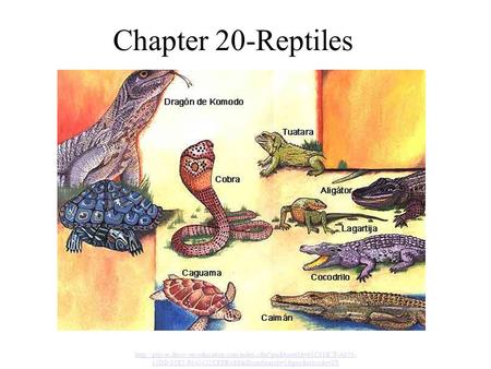 Chapter 20-Reptiles http://player.discoveryeducation.com/index.cfm?guidAssetId=63C88B7F-A656-43DD-83E5-F640422CEFB4&blnFromSearch=1&productcode=US.