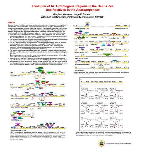 Evolution of bz Orthologous Regions in the Genus Zea and Relatives in the Andropogoneae Qinghua Wang and Hugo K. Dooner Waksman Institute, Rutgers University,