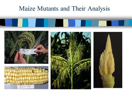Maize Mutants and Their Analysis