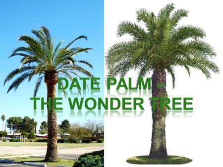 Belongs to the palm family. It has a straight trunk that is hard from the outside and soft from the inside. THERE ARE NO BRANCHES. It grows to the height.