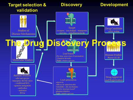 The Drug Discovery Process